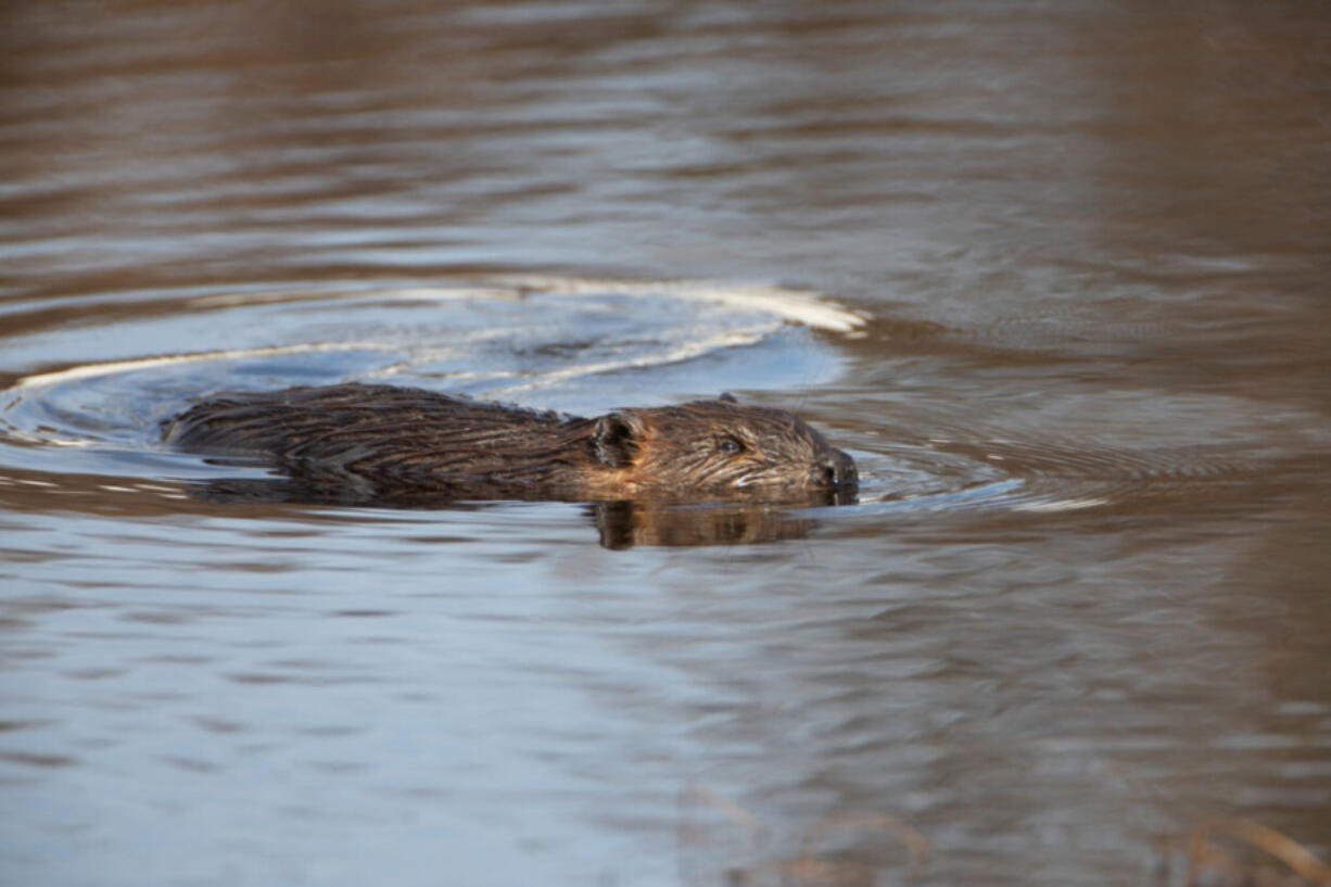 A beaver swims in a pond on the tundra. (Peter Pearsall/U.S.