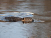 A beaver swims in a pond on the tundra. (Peter Pearsall/U.S.