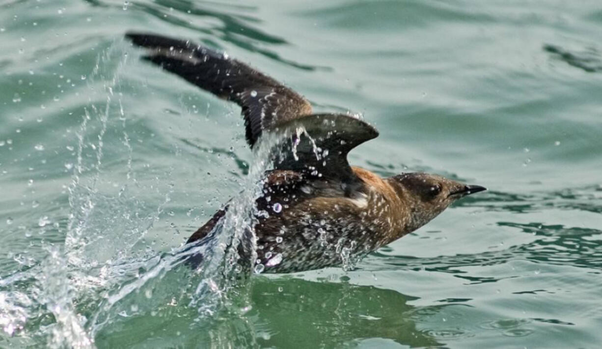 The elusive marbled murrelets numbers are in decline.