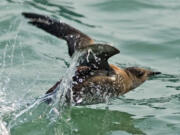 The elusive marbled murrelets numbers are in decline.