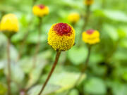 Research shows that gardening helps relieve stress, improve focus, positively impacts mood and psychological well-being, builds a sense of confidence and more.(Prillfoto/Dreamstime/TNS)