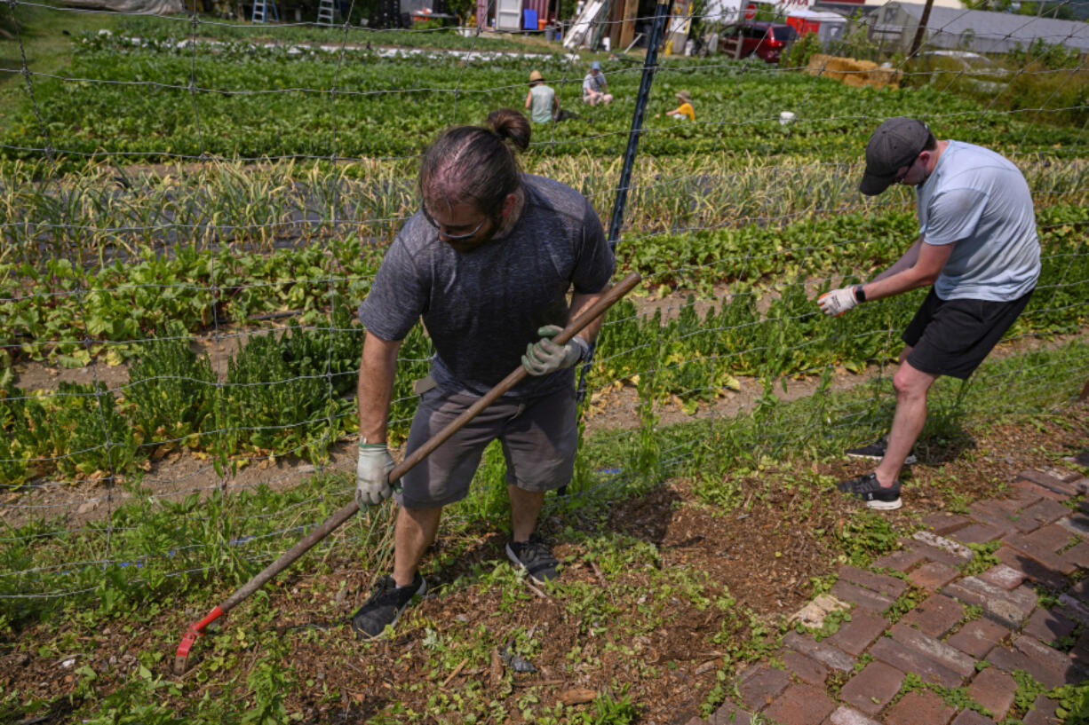 Tyler Vernon and Zach Marshall, employees of Google, volunteer at the Grow Pittsburgh urban farm on June 18, 2024 in Braddock, Pennsylvania.