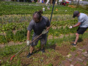 Tyler Vernon and Zach Marshall, employees of Google, volunteer at the Grow Pittsburgh urban farm on June 18, 2024 in Braddock, Pennsylvania.