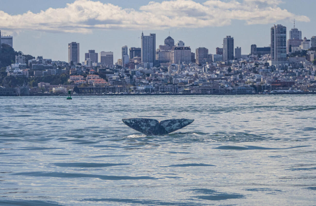 Once a rarity, gray whales, like the one shown here in 2023, have been increasingly veering from their normal migration routes in the Pacific Ocean and swimming under the Golden Gate Bridge into San Francisco Bay. Photo taken under NOAA permit #26532.