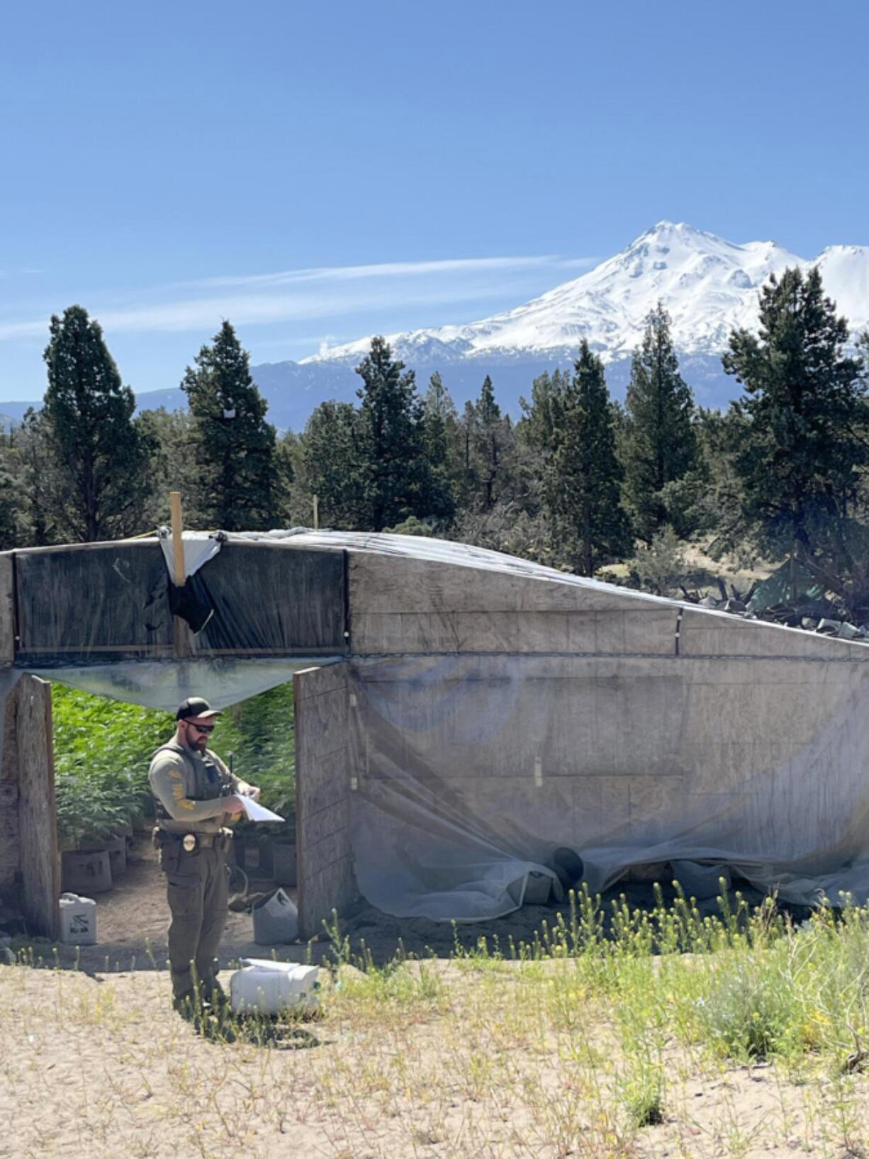 A Siskiyou County sheriff&rsquo;s deputy writes a violation notice at an unlicensed cannabis farm where illegal pesticides had been used. All five farms searched that day showed evidence illegal pesticides had been burned to fumigate plants. (Paige St.