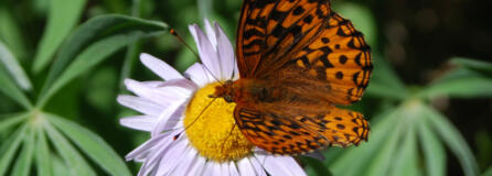 Hydaspe fritillary (Speyeria hydaspe) (Caitlin C.