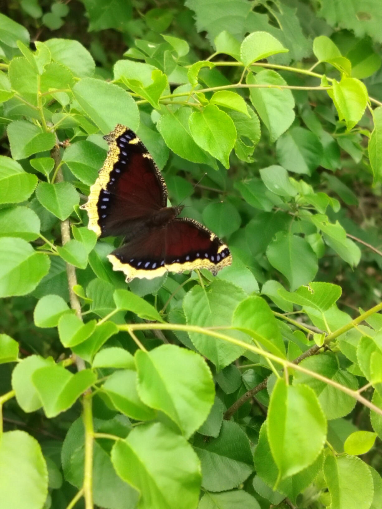 A mourning cloak (Nymphalis antiopa) rests on a leaf at Columbia Hills State Park in the eastern Gorge.