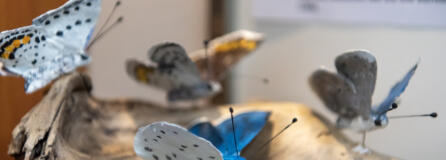 Papier-m&acirc;ch&eacute; butterflies made by local enthusiast Jeff Hill are on display this month at the Cascade Park Library branch.