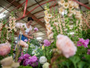 Megan Arambul, lead floral designer on Vancouver&rsquo;s Grand Floral Parade float, places flowers onto the float Friday at the Rose Parade Float Barn in Portland. The float is Vancouver&rsquo;s first in the parade in 30 years.