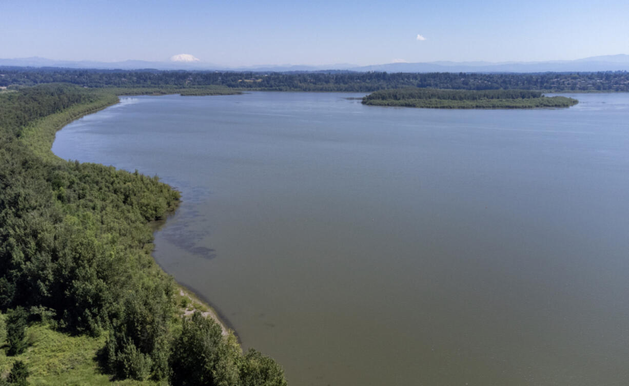 Mount St. Helens rises in the distance beyond Vancouver Lake on Friday. The lake&rsquo;s wide, shallow waters are a perfect breeding ground for algae.