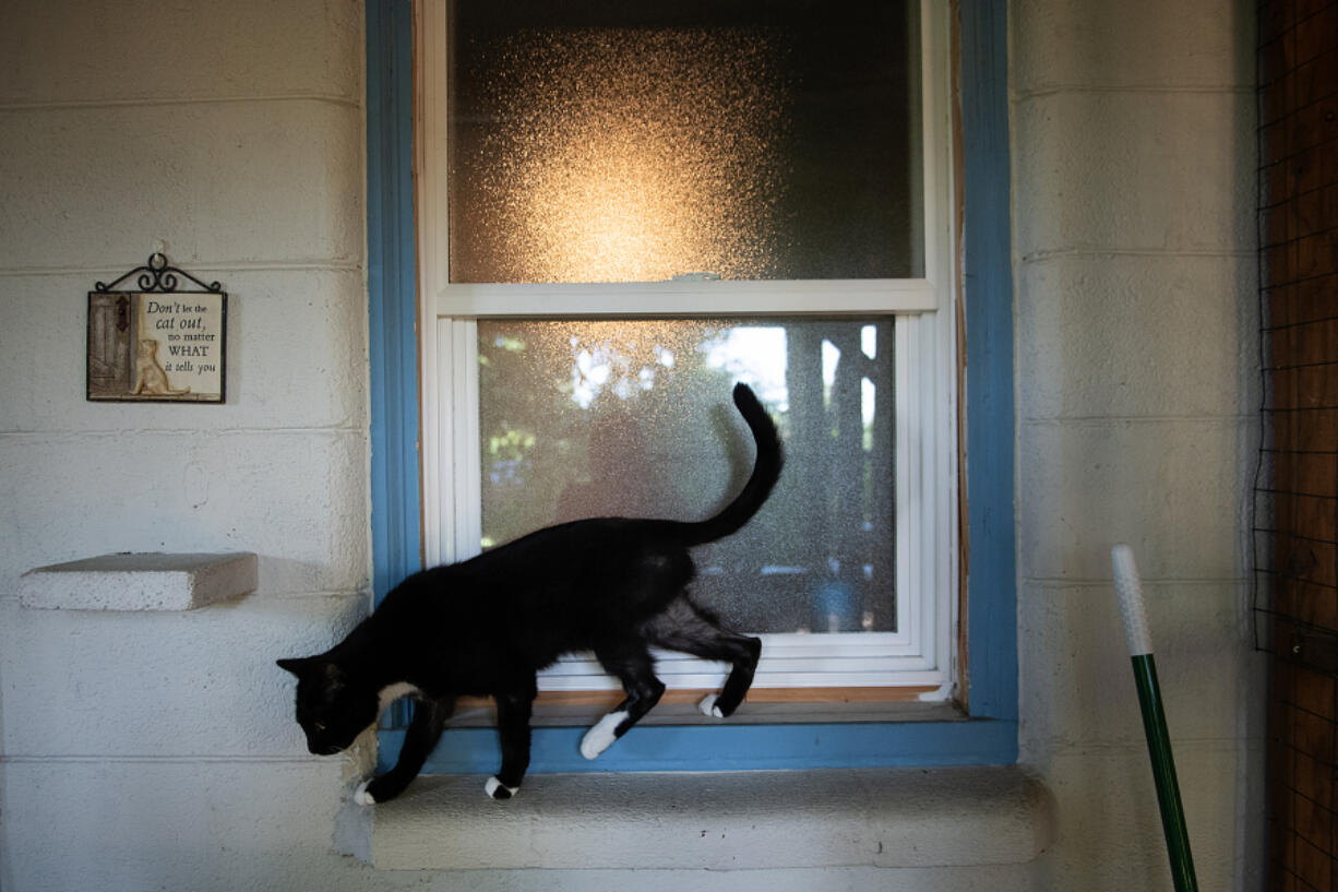 A curious kitty spends time in a catio at Furry Friends on Thursday afternoon.