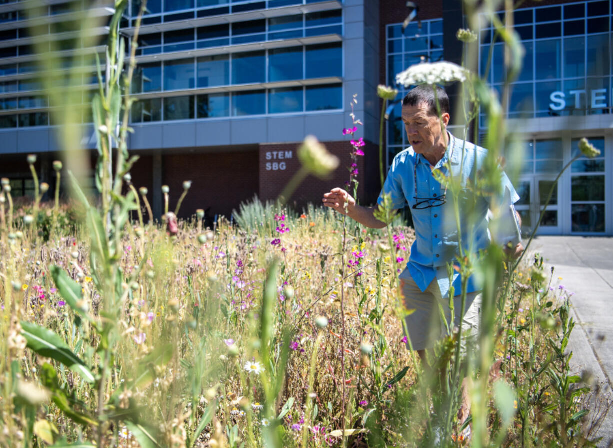 Clark College biology professor Steven Clark takes a bee survey Monday at one of Clark College&rsquo;s bee gardens. The college became a Bee Campus USA affiliate in 2023.