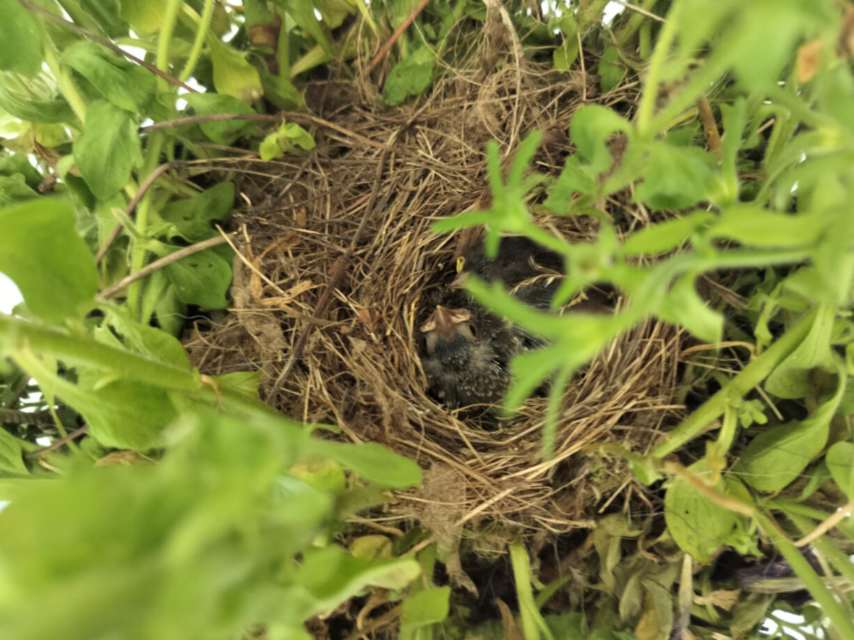 In mid-June, your reporter briefly thrust his phone over this nest in a front-porch flower basket, just to see who was at home. Vancouver Audubon member Susan Saul identified this baby as a dark-eyed junco. The nest was empty by the end of the month.