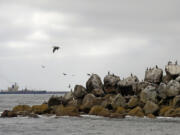 Birds fly around and perch on the South Jetty at the mouth of the Columbia River as one of two dredging ships passes through the channel in 2009. The U.S. Army Corps of Engineer&rsquo;s project to repair the river jetties is expected to be completed in October 2025.