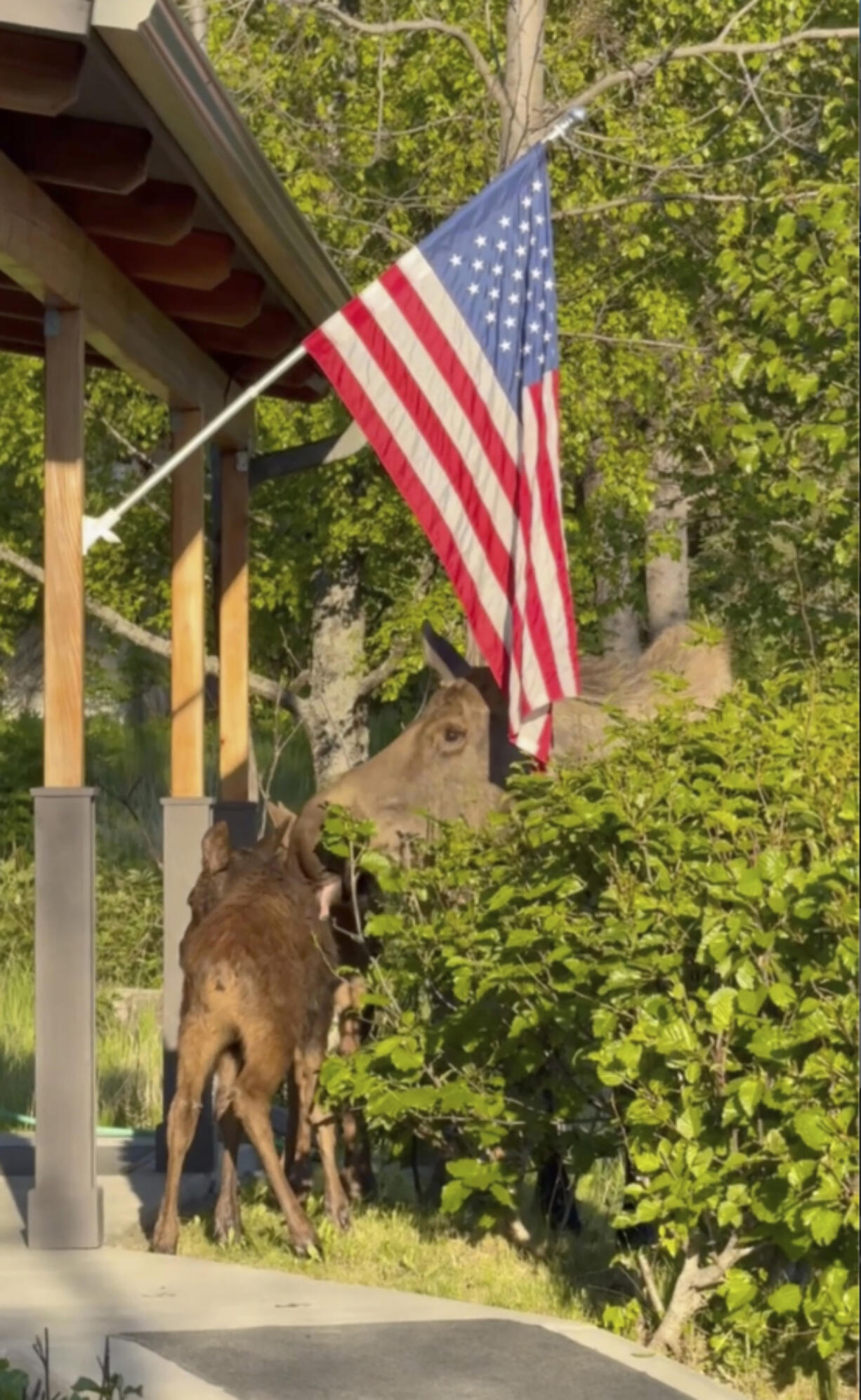 In this image taken from video provided by Spencer Warren, a moose licks her baby calf after it was rescued from being trapped between a dock and floatplane, in Beluga Lake Friday, June 14, 2024, in Homer, Alaska. Warren, who works for a wilderness guiding service, arrived early Friday morning to prepare a floatplane for a client&rsquo;s trip when he discovered the calf trapped by a dock. Warren and two police officers rescued the calf from what police described as &ldquo;a sure demise&rdquo; after it fell into a lake and got stuck in a narrow space between a floatplane and a dock.