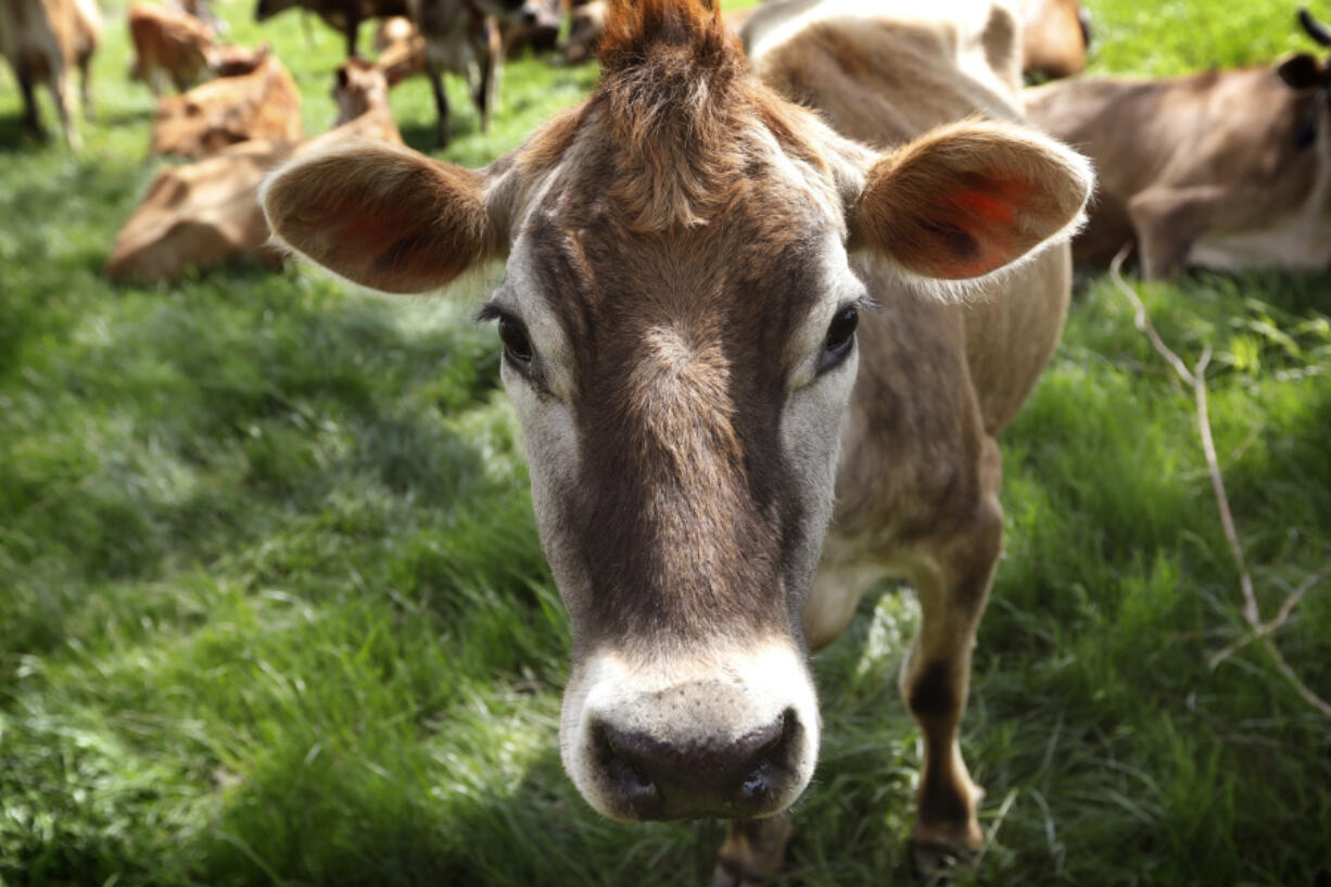 FILE - A Jersey cow feeds in a field in Iowa, May 8, 2018.