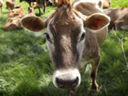 FILE - A Jersey cow feeds in a field in Iowa, May 8, 2018.