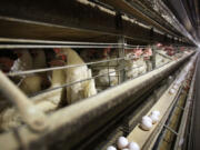 Chickens stand in their cages at a farm in Iowa. In the United States, bird flu outbreaks have been reported at dozens of dairy cow farms and in more than 1,000 poultry flocks, according to the U.S. Department of Agriculture.