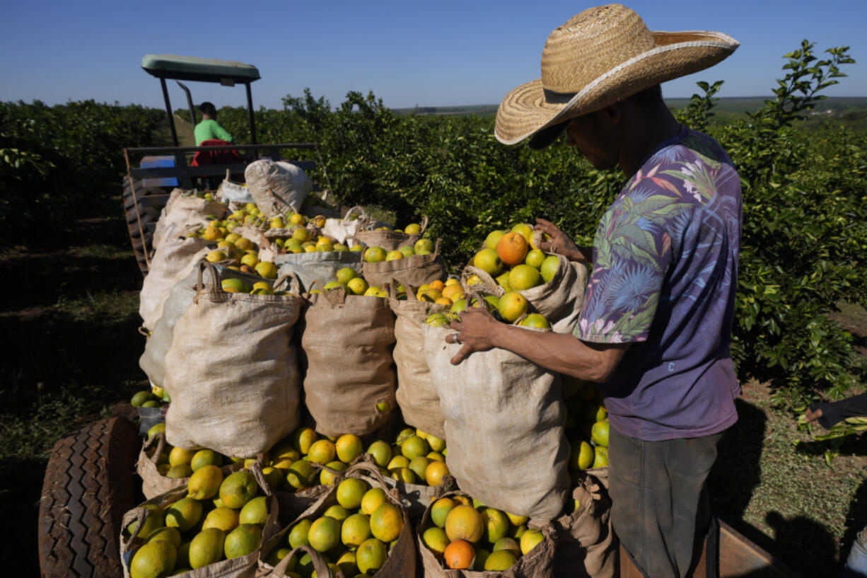 A worker harvests oranges on a farm in Mogi Guacu, Brazil, Thursday, June 13, 2024. Brazil, the world&#039;s largest exporter of orange juice, has been affected by heatwaves, a lack of rainfall and an increase in citrus greening bacteria.