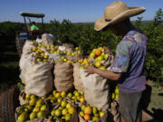 A worker harvests oranges on a farm in Mogi Guacu, Brazil, Thursday, June 13, 2024. Brazil, the world&#039;s largest exporter of orange juice, has been affected by heatwaves, a lack of rainfall and an increase in citrus greening bacteria.