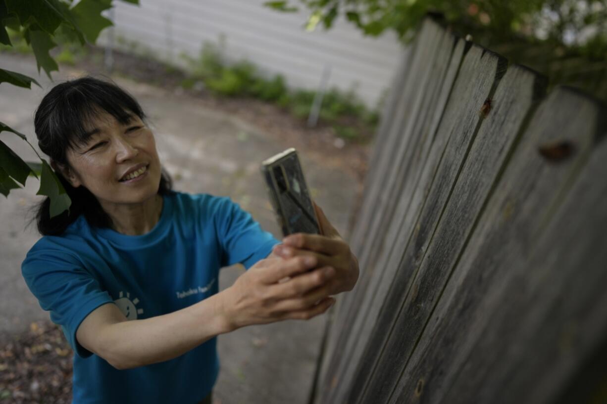 Mayumi Barrack photographs periodical cicadas on a fence in her backyard, Thursday, June 6, 2024, in Forest Park, Ill. Barrack has taken more than 4,600 photos of cicadas in her backyard.