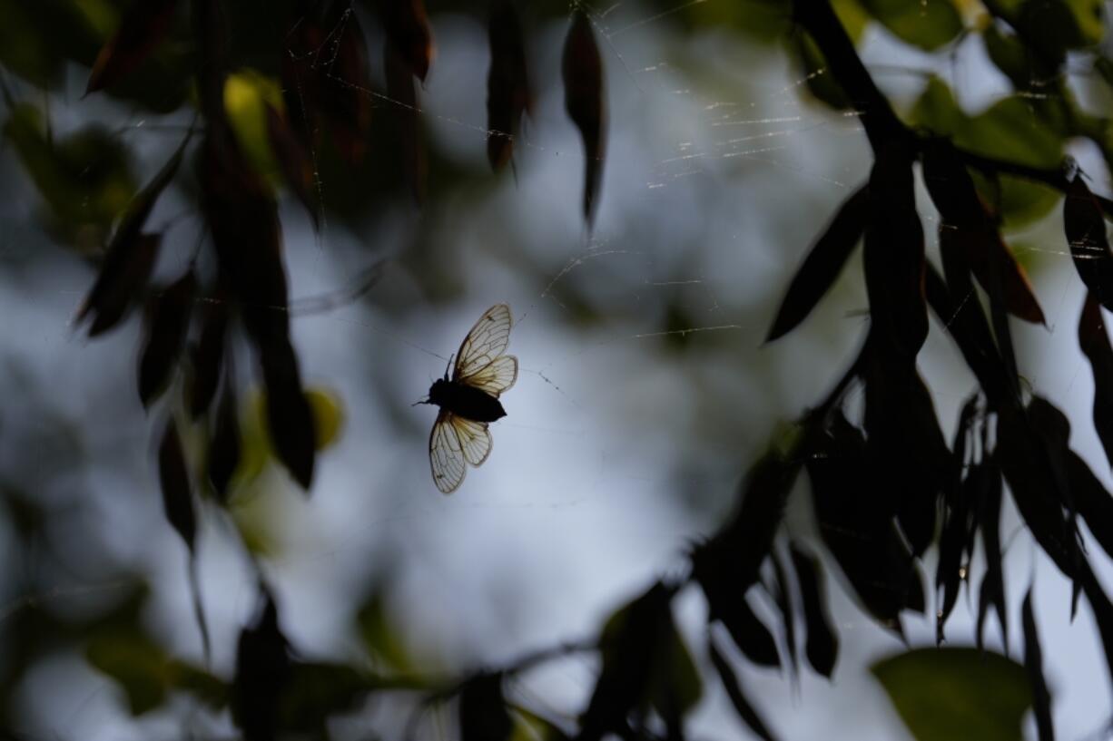 An adult periodical cicada flutters in a spider web at Lincoln Memorial Garden and Nature Center in Springfield, Ill., Tuesday, June 4, 2024. Trillions of once hidden baby bugs are in the air, on the trees and perching upon people&rsquo;s shirts, hats and even faces.