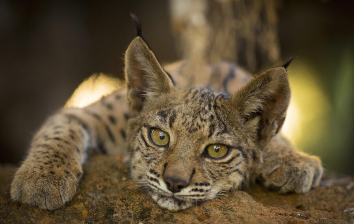 An Iberian lynx is seen Sept. 28, 2018, in Do&ntilde;ana National Park, in Aznalcazar, Spain. In a significant conservation success, the population of the Iberian lynx recovered from the brink of extinction.