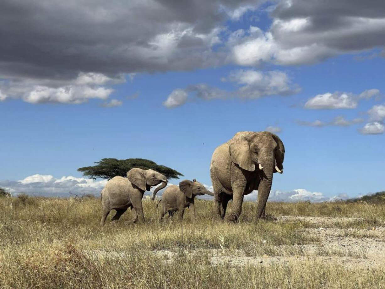 In this undated photo, an African elephant matriarch leads her calf away from danger in northern Kenya. A new study in Nature Ecology &amp; Evolution demonstrates that elephants respond to individual names, one of the few animal species known to do so.