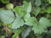 A poison ivy plant appears at Lancaster County Park, in Lancaster, Pa. Botanically known as Toxicodendron radicans, poison ivy contains oily chemical compounds called urushiols in its leaves, stems and roots.