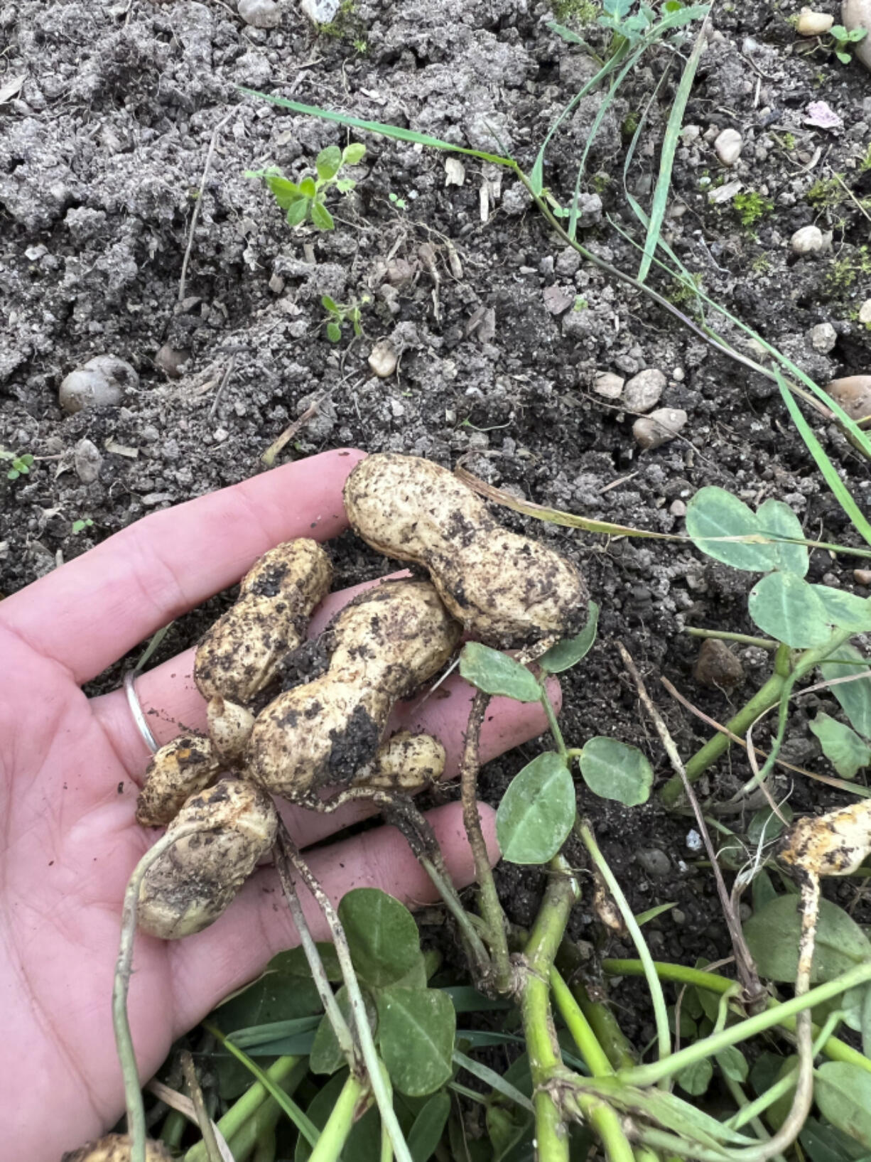 This Nov. 4, 2023, image provided by Melanie Smith shows peanuts clinging to a pulled-up plant in Bay Shore, New York.