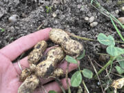 This Nov. 4, 2023, image provided by Melanie Smith shows peanuts clinging to a pulled-up plant in Bay Shore, New York.