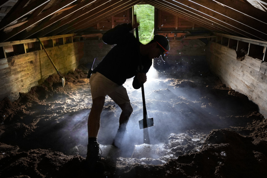 Nate Lord chops out a block of ice at Rockywold Deephaven Camps, Thursday, June 20, 2024, in Holderness, N.H. Ice harvested from Squam Lake during the winter is insulated with sawdust in an ice house. It is used for refrigeration in ice boxes at each guest cabin throughout the summer. (AP Photo/Robert F.