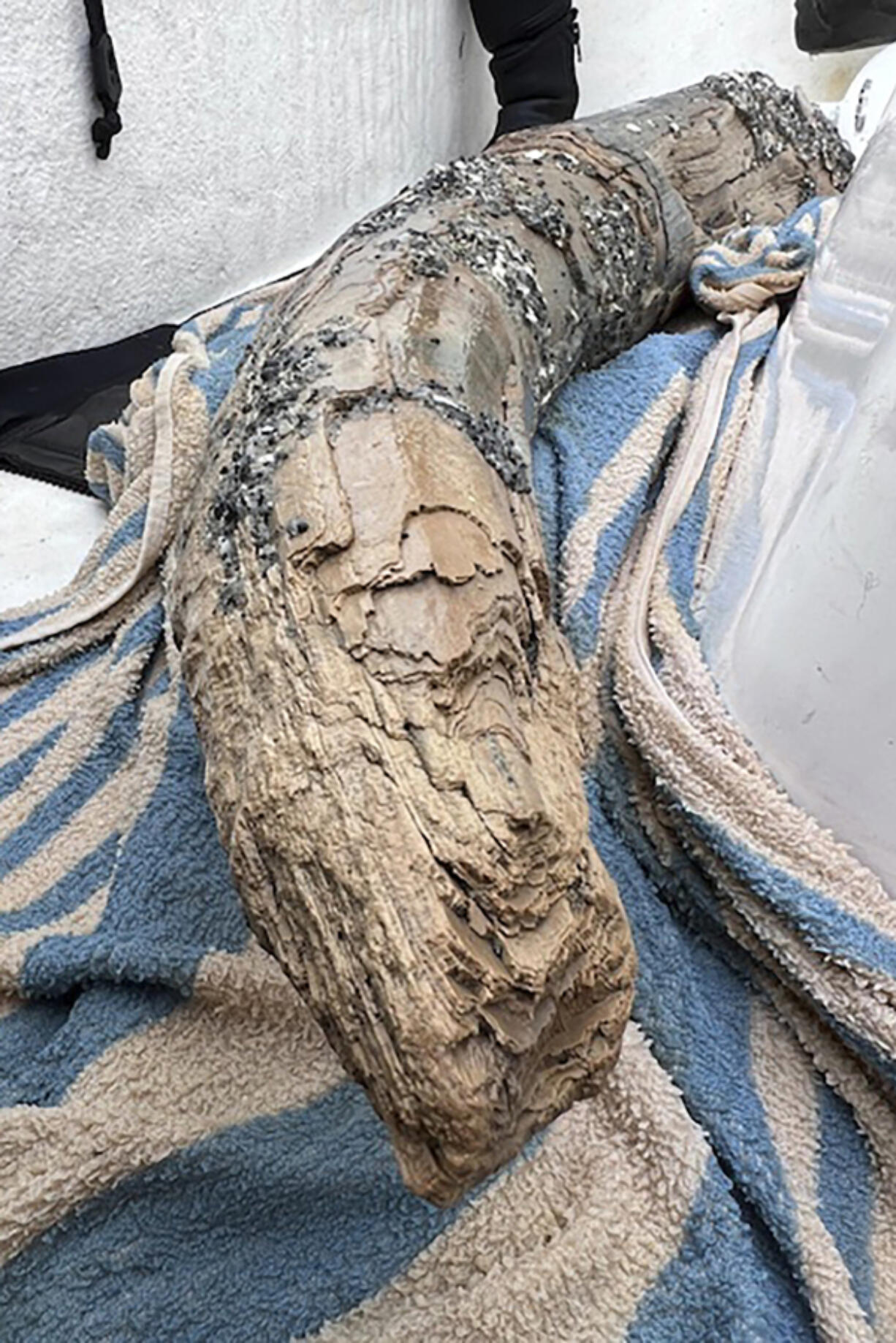 This April 2024 photo taken by Blair Morrow and provided by Alex Lundberg shows a large section of tusk from a long-extinct mastodon that Lundberg and his diver companion found on the sea floor off Florida&#039;s Gulf coast. They first thought it was just a large piece of wood.