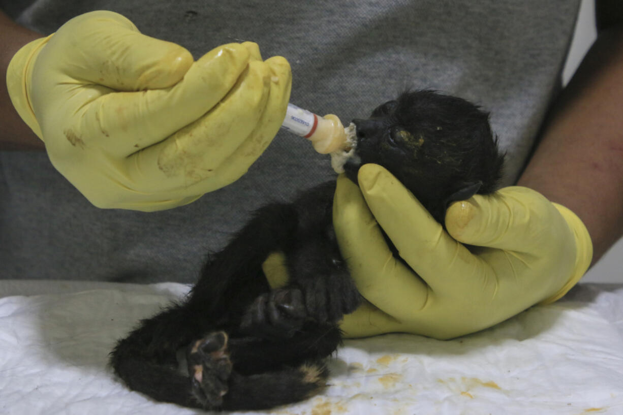 A veterinarian feeds a young howler monkey rescued amid extremely high temperatures in Tecolutilla, Tabasco state, Mexico, Tuesday, May 21, 2024. Dozens of howler monkeys were found dead in the Gulf coast state while others were rescued by residents who rushed them to a local veterinarian.