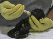 A veterinarian feeds a young howler monkey rescued amid extremely high temperatures in Tecolutilla, Tabasco state, Mexico, Tuesday, May 21, 2024. Dozens of howler monkeys were found dead in the Gulf coast state while others were rescued by residents who rushed them to a local veterinarian.