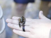 Chad Cogburn, of the Nashville Zoo, holds a Nashville crayfish during an annual census of the endangered species June 11 in Nashville, Tenn. (Kristin M.