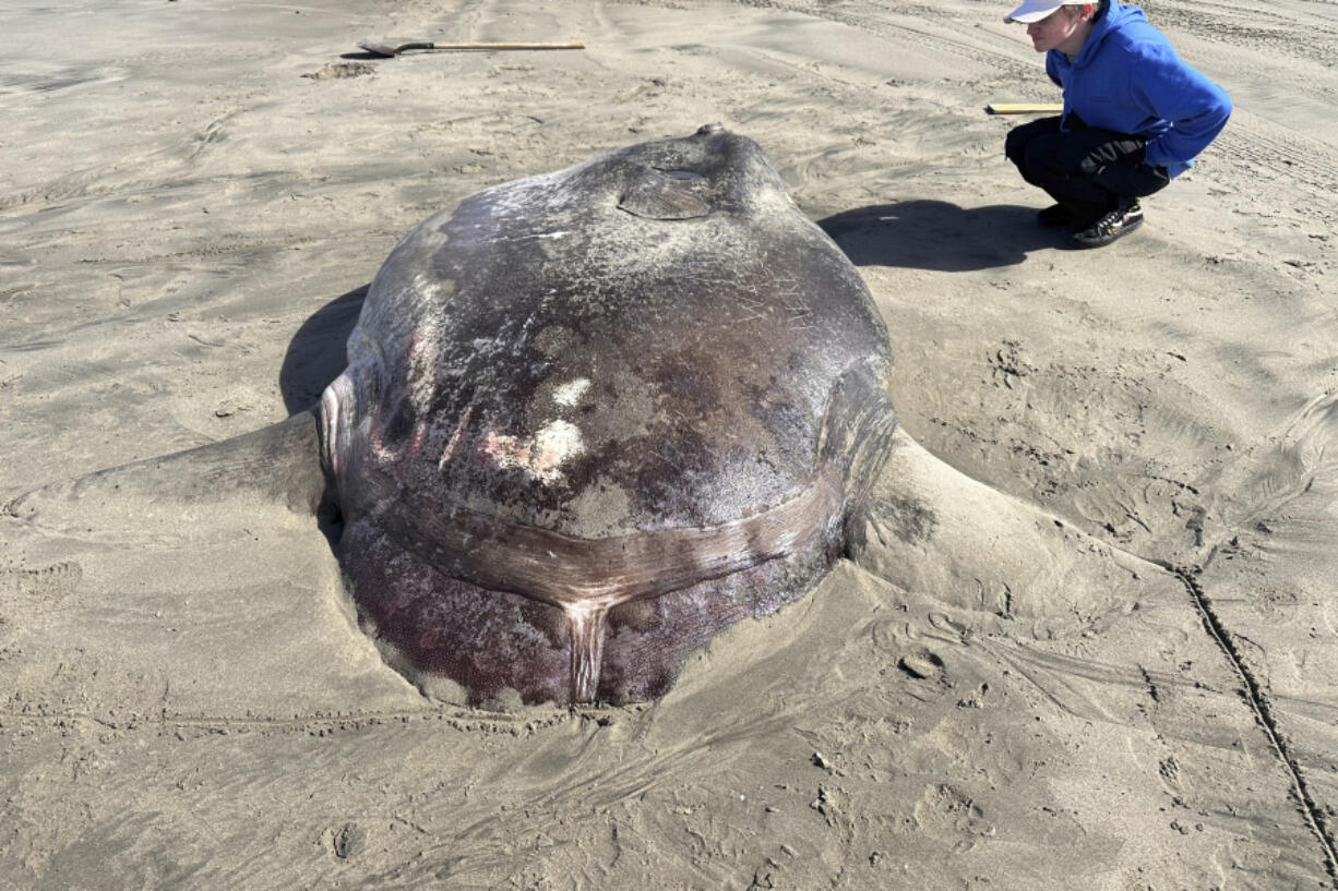 This image provided by Seaside Aquarium shows a hoodwinker sunfish that washed ashore on June 3, 2024, on a beach in Gearhart, Ore.