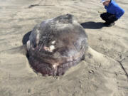 This image provided by Seaside Aquarium shows a hoodwinker sunfish that washed ashore on June 3, 2024, on a beach in Gearhart, Ore.