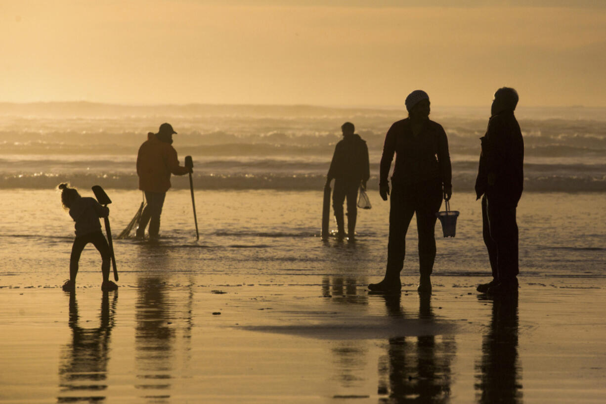 FILE - Visitors look for clams to dig along the beach at Fort Stevens State Park, Feb. 9, 2016, in Warrenton, Ore. Oregon authorities closed the state&#039;s entire coastline Thursday, May 30, 2024, to mussel harvesting in response to an &ldquo;unprecedented&rdquo; outbreak of shellfish poisoning that has sickened at least 20 people. They&#039;ve also closed parts of the Oregon coast to harvesting razor clams, bay clams and oysters.