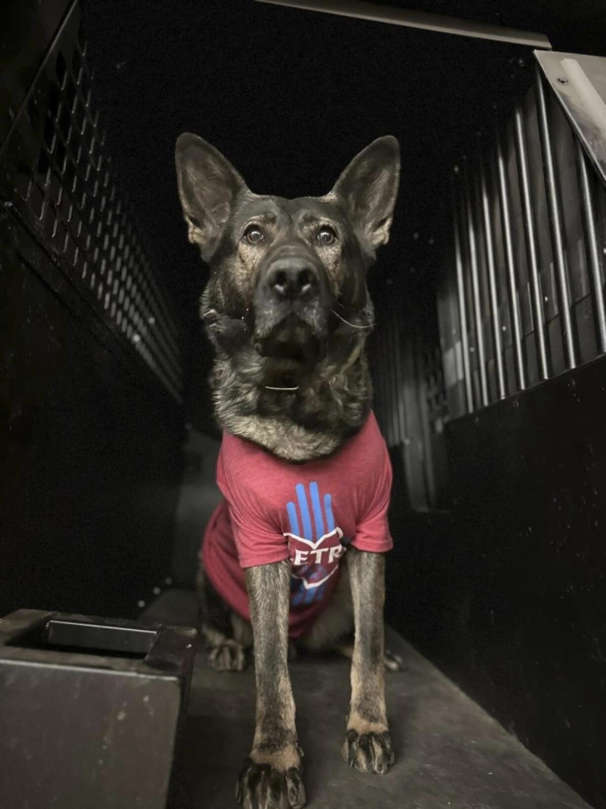 Ayke, a member of the Santa Fe Police Department&rsquo;s K-9 unit, during a fundraising event Santa Fe Police Department in Santa Fe, N.M.