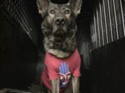 Ayke, a member of the Santa Fe Police Department&rsquo;s K-9 unit, during a fundraising event Santa Fe Police Department in Santa Fe, N.M.