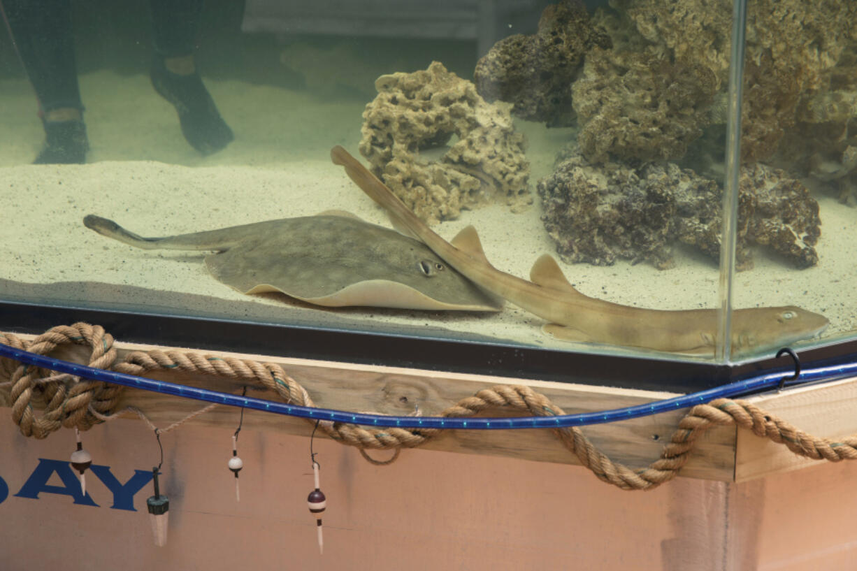 Charlotte, a round stingray, is seen in an undated photo at the Aquarium and Shark Lab by Team ECCO in Hendersonville, N.C. The aquarium that said it had Charlotte, a pregnant stingray with no male companion, now says that the fish has a rare reproductive disease.