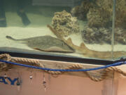 Charlotte, a round stingray, is seen in an undated photo at the Aquarium and Shark Lab by Team ECCO in Hendersonville, N.C. The aquarium that said it had Charlotte, a pregnant stingray with no male companion, now says that the fish has a rare reproductive disease.