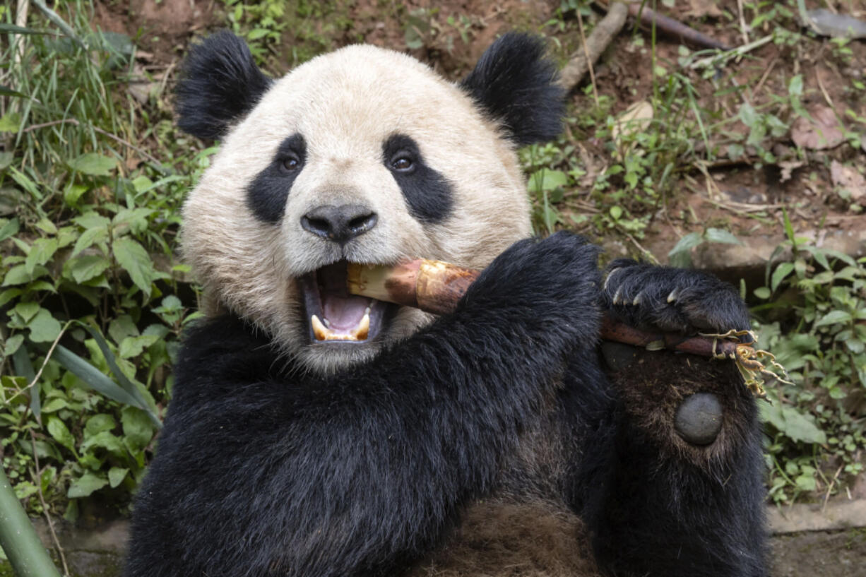 This undated photo provided by the San Diego Zoo Wildlife Alliance shows Giant Panda Yun Chuan, a nearly five-year-old male giant panda. Two giant pandas from China have safely arrived in Southern California, where they will be cared for as part of an ongoing conservation partnership, the San Diego Zoo Wildlife Alliance said Friday.