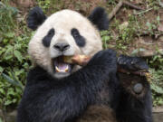 This undated photo provided by the San Diego Zoo Wildlife Alliance shows Giant Panda Yun Chuan, a nearly five-year-old male giant panda. Two giant pandas from China have safely arrived in Southern California, where they will be cared for as part of an ongoing conservation partnership, the San Diego Zoo Wildlife Alliance said Friday.