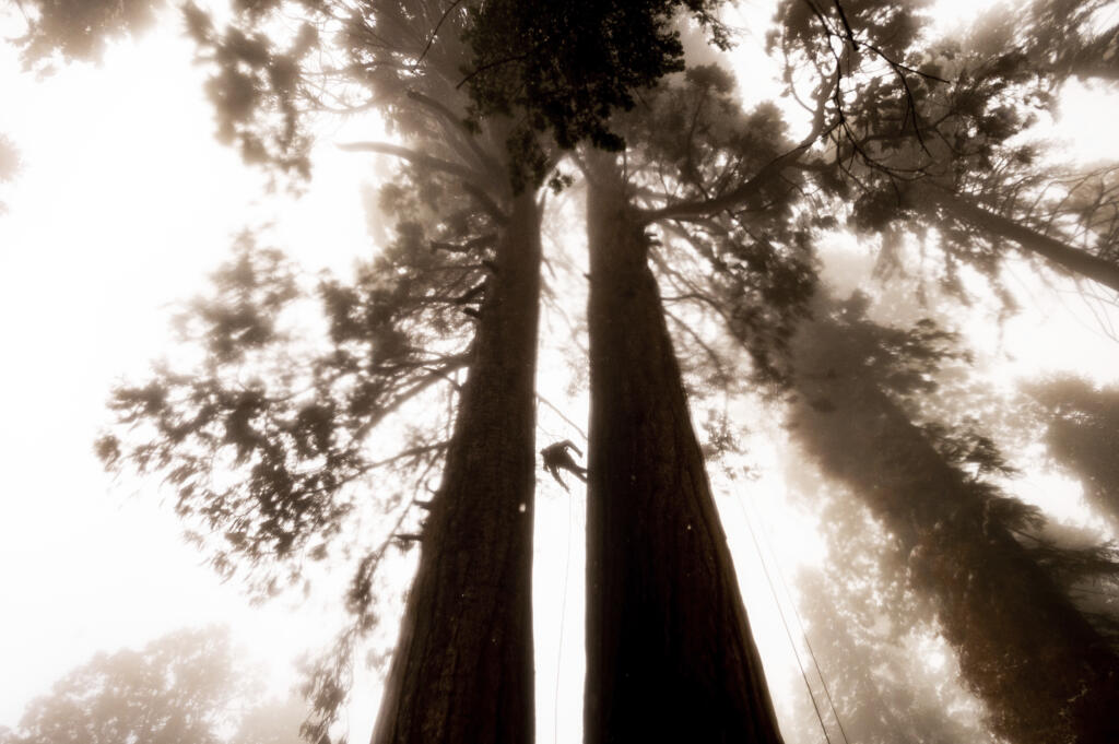 FILE - Climbing assistant Lawrence Schultz ascends the Three Sisters sequoia tree during an Archangel Ancient Tree Archive expedition to plant sequoia seedlings on Oct. 26, 2021, in Sequoia Crest, Calif. The Biden administration on Thursday, June 20, 2024 advanced its proposal to protect old growth trees that are increasingly threatened by insects, disease and wildfires as climate change worsens.