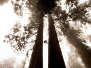 FILE - Climbing assistant Lawrence Schultz ascends the Three Sisters sequoia tree during an Archangel Ancient Tree Archive expedition to plant sequoia seedlings on Oct. 26, 2021, in Sequoia Crest, Calif. The Biden administration on Thursday, June 20, 2024 advanced its proposal to protect old growth trees that are increasingly threatened by insects, disease and wildfires as climate change worsens.