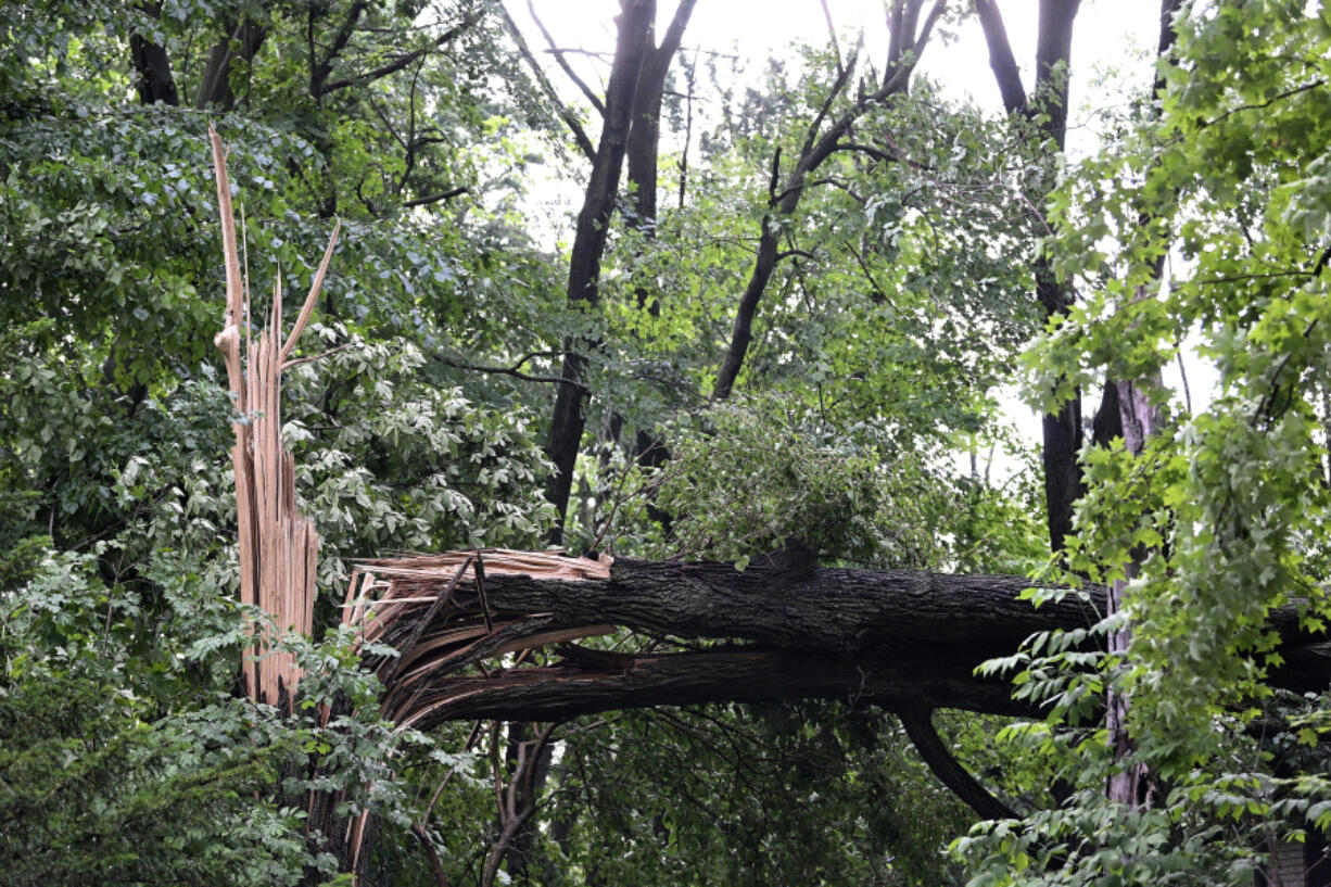 A fallen tree lays near a home on Hubbard Street after a tornado struck the area in Livonia, Mich., Wednesday, June 5, 2024.