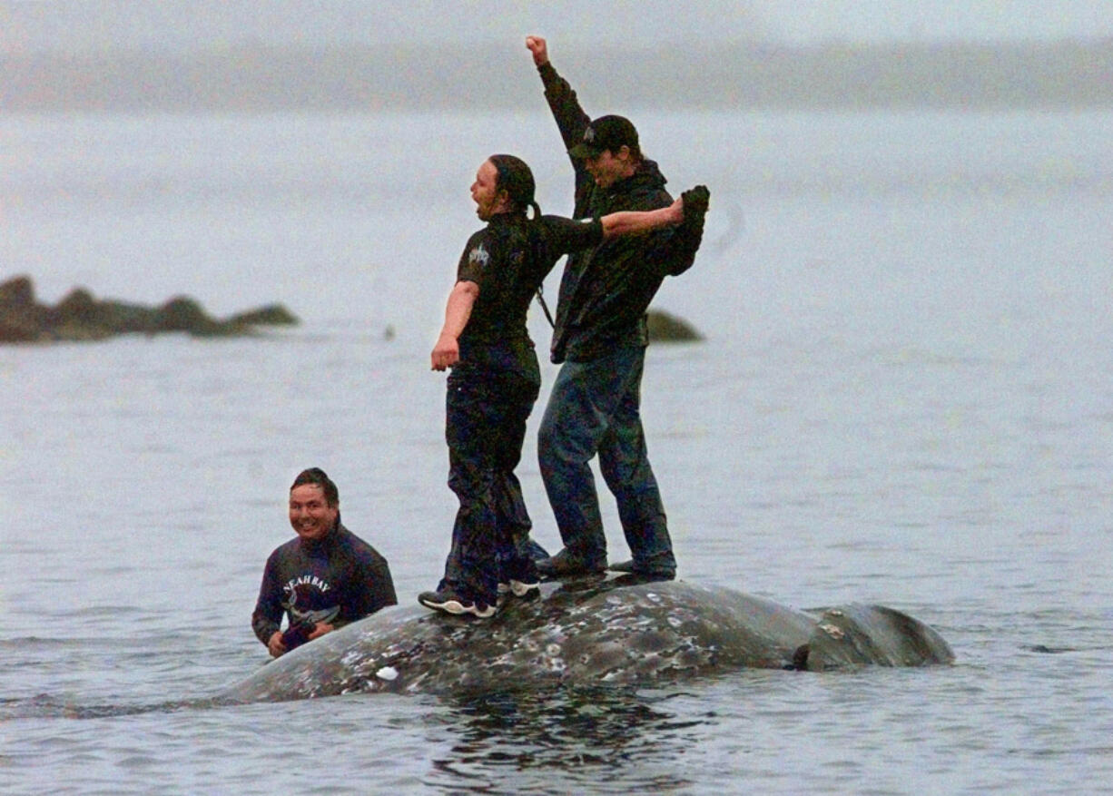 FILE - Two Makah Indian whalers stand atop the carcass of a dead gray whale moments after helping tow it close to shore in the harbor at Neah Bay, Wash., May 17, 1999. Earlier in the day, Makah Indians hunted and killed the whale in their first successful hunt since voluntarily quitting whaling over 70 years earlier. The United States on Thursday, June 13, 2024 granted the Makah Indian Tribe in Washington state a long-sought waiver that helps clear the way for its first sanctioned whale hunts since 1999.