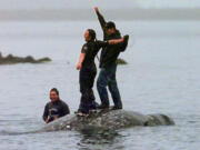 FILE - Two Makah Indian whalers stand atop the carcass of a dead gray whale moments after helping tow it close to shore in the harbor at Neah Bay, Wash., May 17, 1999. Earlier in the day, Makah Indians hunted and killed the whale in their first successful hunt since voluntarily quitting whaling over 70 years earlier. The United States on Thursday, June 13, 2024 granted the Makah Indian Tribe in Washington state a long-sought waiver that helps clear the way for its first sanctioned whale hunts since 1999.